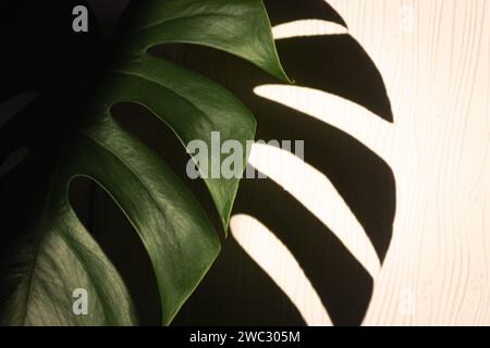 Foglia di Monstera alla luce del sole con ombra sul muro. Colore verde intenso. Natura morta minima. Piante a casa, spazio copia. Vicino alla natura. Foto Stock