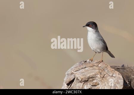 Tipico uccello mediterraneo, parula sarda, Curruca melanocephala. Foto Stock