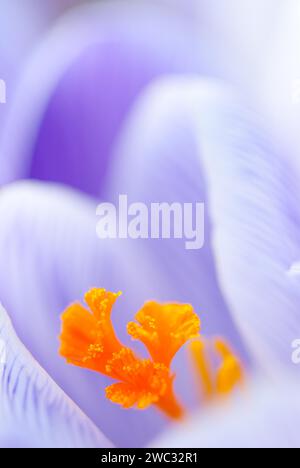 Crocus (Crocus sp.), primo piano minimalista, macro shot di un fiore in viola e bianco (a strisce) con una pistola gialla o arancione brillante e visibile Foto Stock