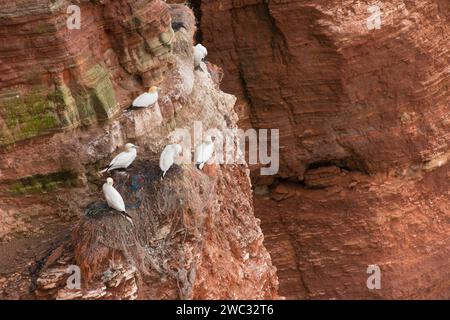 Gannet settentrionale (Morus bassanus) (sinonimo: Sula bassana), diversi uccelli adulti e pulcini in piumaggio giovanile seduti su nidi costituiti da quantità di Foto Stock