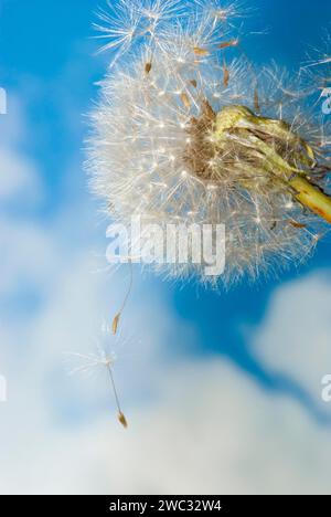 Tarassaco comune (Taraxacum ruderalia), testa di seme con semi su un ombrello volante (pappus) di fronte a un cielo blu con nuvole bianche, tarassolo Foto Stock