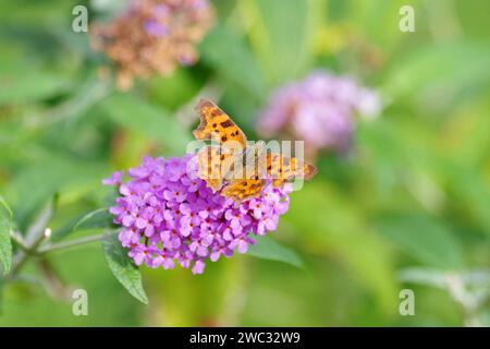 Virgola (Polygonia c-album), farfalla, ala, arancione, fiore, colorata, la falena C siede su un fiore e fa schifo al nettare Foto Stock