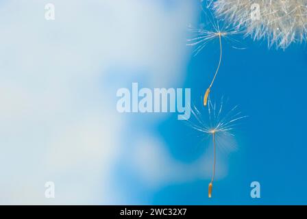 Tarassaco comune (Taraxacum ruderalia), testa di seme con semi su un ombrello volante (pappus) di fronte a un cielo blu con nuvole bianche, tarassolo Foto Stock