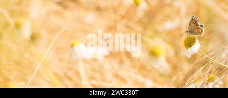 Piccolo blu girasole (Aricia agestis), nettare succhiante sul fiore bianco di una marguerite (Leucanthemum) tra erbe secche, riserva naturale Parc Foto Stock