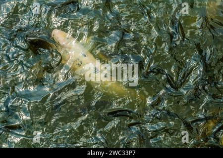 Primo piano di grandi koi bianchi che nuotano appena sotto la superficie dell'acqua Foto Stock