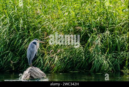 Un piccolo airone blu che si trova su una grande pietra in un fiume di fronte ad alte erbe e canne Foto Stock