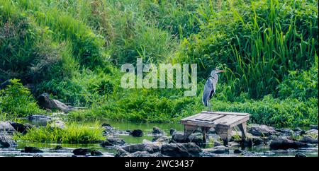 Piccolo airone blu arroccato su una piattaforma di legno in un fiume poco profondo pieno di grandi pietre con lussureggiante vegetazione verde sullo sfondo Foto Stock