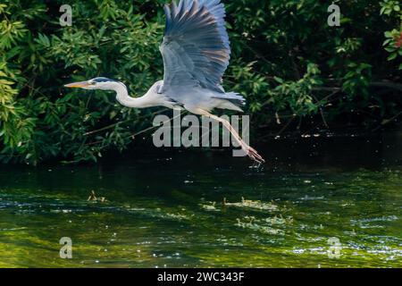 Piccolo airone blu che vola sopra un fiume con lussureggiante vegetazione verde sullo sfondo Foto Stock