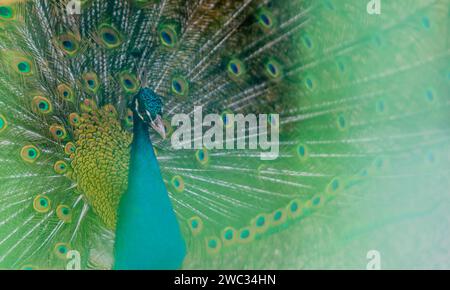 Primo piano estremo di un bellissimo pavone blu con le sue piume di coda estese con una morbida sfocatura verde in primo piano Foto Stock