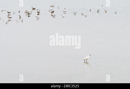 Garretta bianca di neve in acque poco profonde del lago con stormo di gabbiani sullo sfondo Foto Stock