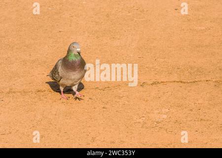 Un piccione di roccia grigia con anelli di verde e marrone sul collo in piedi su un passaggio pedonale pavimentato la mattina soleggiata Foto Stock