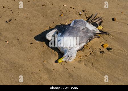 Primo piano del gabbiano morto su una spiaggia sabbiosa nel pomeriggio soleggiato Foto Stock