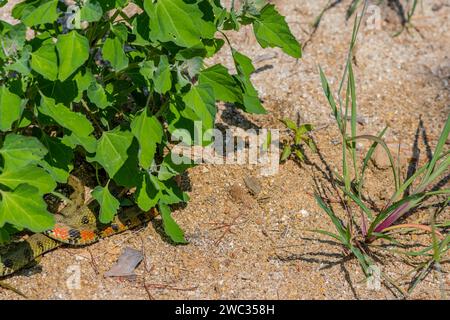 Serpente da giarrettiera verde con contrassegni rossi e neri sotto la pianta in giardino Foto Stock