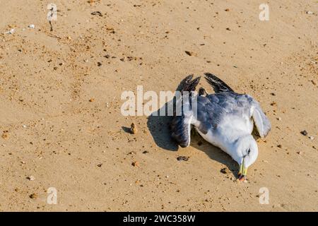 Primo piano del gabbiano morto su una spiaggia sabbiosa nel pomeriggio soleggiato Foto Stock