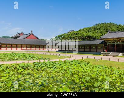 Buyeo, Corea del Sud, 7 luglio 2018: Tamponi di gigli riempiti di stagno davanti agli edifici del tempio al Tempio di Neungsa Baekje Foto Stock