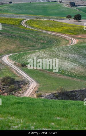 Un percorso curvilineo attraversa il mosaico di campi agricoli verdi e gialli vivaci su un dolce pendio Foto Stock