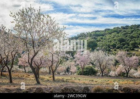 Mandorli maturi in piena fioritura con fiori rosa, sullo sfondo di una lussureggiante collina mediterranea Foto Stock