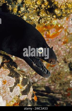 Primo piano della testa dell'anguilla murena nera (Muraena augusti) anguilla morena del principe August murena del principe August con gli occhi bianchi a bocca aperta che mostra punte Foto Stock