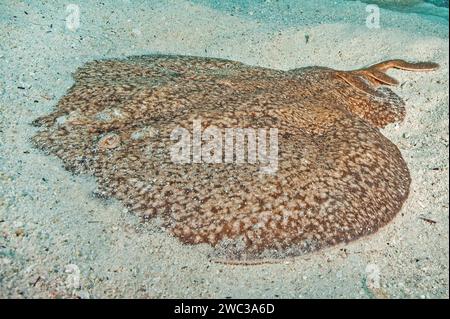 Raggio elettrico marmorizzato (Torpedo marmorata) raggio elettrico Torpedo marmorizzato raggio elettrico giace su fondo sabbioso, arcipelago macaronesiano, orientale Foto Stock