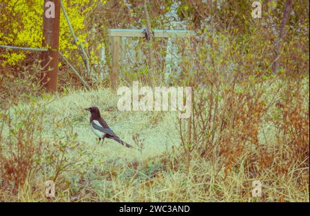 Magpie in piedi su un'erba marrone asciutta con fiori gialli sullo sfondo Foto Stock