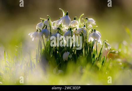Snowdrop fiori Foto Stock
