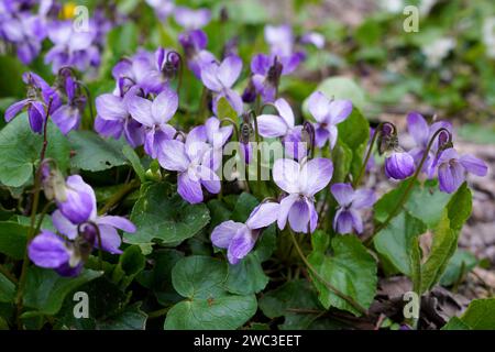 Primo piano dei fiori viola (viola odorata) con foglie verdi, all'aperto, in primavera Foto Stock