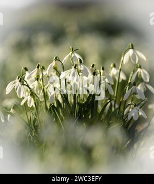 Snowdrop fiori Foto Stock