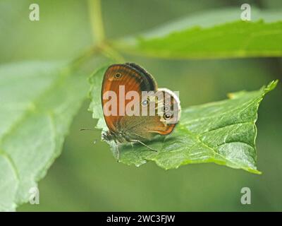 Femmina Coenonympha arcania (aberration insubrica), la farfalla della brughiera perlata, a riposo su foglia in prato sul bordo del bosco nelle Alpi italiane, in Europa Foto Stock