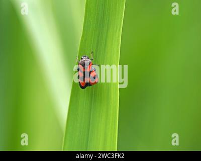 Piccolo scarabeo rosso e nero con piccole antenne e fantasia insolita su foglie verdi fresche nelle Alpi italiane, Italia, Europa Foto Stock