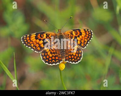 Maschili Fritillary (Mellicta athalia) farfalla che si prende il sole con le ali aperte su un fiore giallo nel prato di fiori selvatici delle Alpi italiane, Italia, Europa Foto Stock