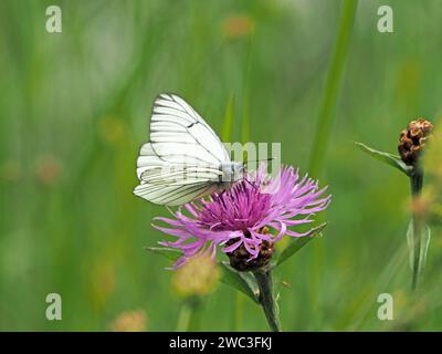 Maschio farfalla bianca a vena nera (Aporia crataegi) che si nutre di fiori viola di Cardo palustre di palude in prato nelle Alpi italiane, Europa Foto Stock