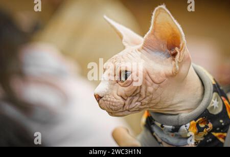 White Sphynx Cat. Foto Stock