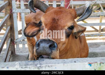 Mucca nel corral di una fattoria a Rio de Janeiro, Brasile. Foto Stock