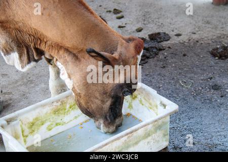 Mucca nel corral di una fattoria a Rio de Janeiro, Brasile. Foto Stock