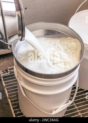 Processo di mungitura in un allevamento di capre e in un caseificio, Magdalen Islands, Quebec, Canada Foto Stock