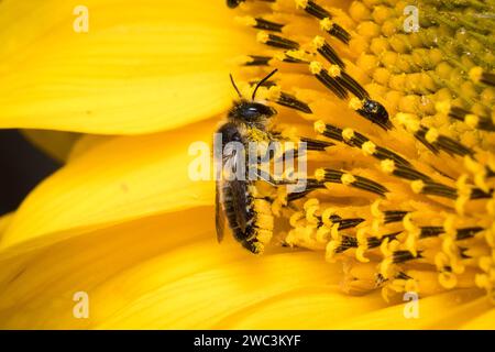 Un'ape da taglio femminile (probabilmente la taglierina a foglie patchwork, Megachile centuncularis) che raccoglie polline da un girasole. Sunderland, Nebraska, Regno Unito. Foto Stock