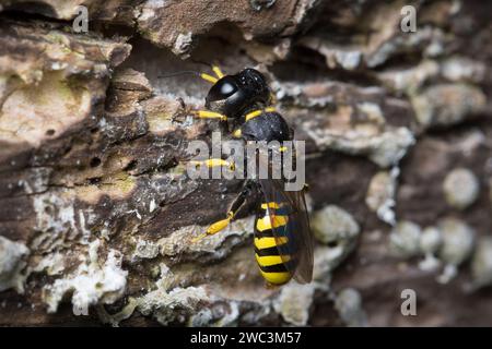 Una vespa solitaria femminile (Ectemnius sp) che ritorna al suo nido in un tronco marciante. Fotografato a Sunderland, nel nord-est dell'Inghilterra. Foto Stock