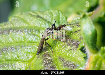 Una mosca da rapinatore snella ma letale (Dioctria rufipes) poggia su una foglia soleggiata mentre banchetta con la sua preda appena catturata, apparentemente una piccola vespa solitaria Foto Stock