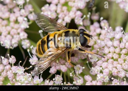 Un "Batman hoverfly" (Myathropa florea) che riposa al sole. Fotografato a Sunderland, nel nord-est dell'Inghilterra. Foto Stock