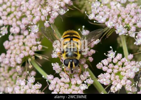 Un "Batman hoverfly" (Myathropa florea) che riposa al sole. Fotografato a Sunderland, nel nord-est dell'Inghilterra. Foto Stock