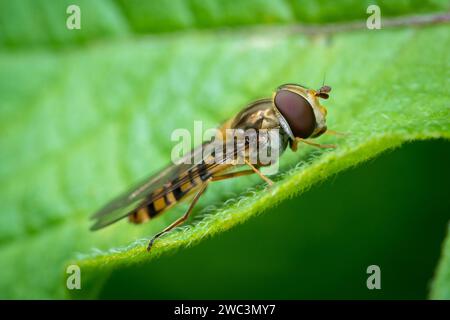 Un hoverfly non identificato che poggia su una foglia. Fotografato a Sunderland, nel nord-est dell'Inghilterra Foto Stock