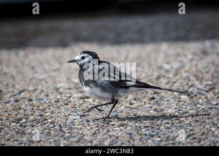 Una coda di wagtail pied / coda di wagtail bianca (Motacilla alba) alla ricerca di insetti sul marciapiede sul lungomare di Seaburn, Sunderland, Inghilterra nord-orientale Foto Stock