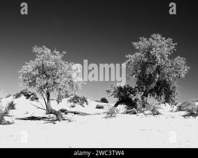 Monocromatico di due alberi di cottonwood al White Sands National Park Foto Stock