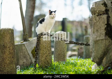Famoso gatto bianco e nero seduto su una lapide in una giornata di sole nel cimitero di Bernardine, uno dei tre cimiteri più antichi di Vilnius, Lituania. Foto Stock
