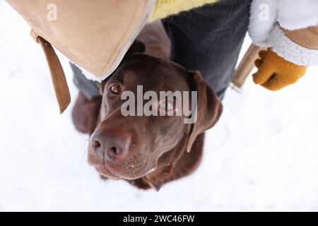 Donna con adorabile cane Labrador Retriever sulla neve, sopra la vista Foto Stock