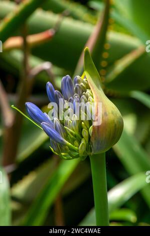 Sydney Australia, fiore di apertura di agapanthus orientalis blu Foto Stock