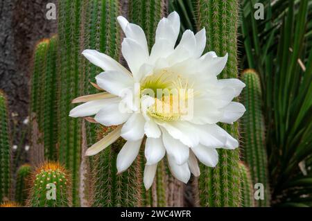 Sydney Australia, grande fiore bianco di una soehrensia spachiana o cactus di torcia bianca Foto Stock