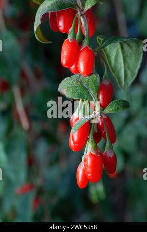 Succose bacche di Goji fresche in giardino, primo piano, messa a fuoco selettiva Foto Stock