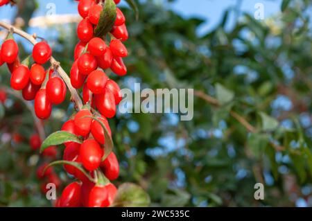 Bacche di goji fresche, a fuoco selettivo. Cibo sano nel vostro giardino Foto Stock