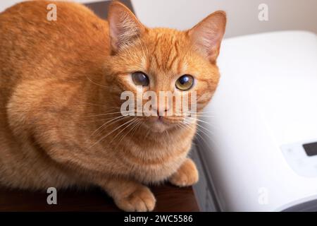 Grande gatto di zenzero ritratto ravvicinato a casa Foto Stock